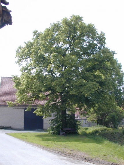 Bild 1 von Linde an der Paderborner Straße